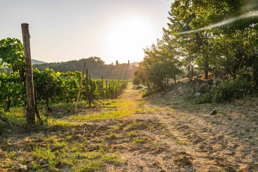 Picture 3 for Activity Wonderful Tuscan Wine Tour: Siena, Chianti and San Gimignano