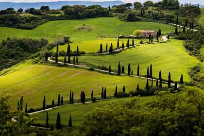 Maravilloso recorrido vinícola toscano: Siena, Chianti y San Gimignano