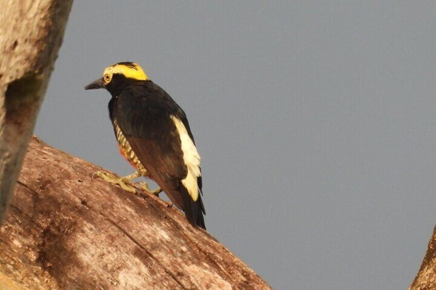 Private Bird Watching Acacias Meta Finca la Florida APA