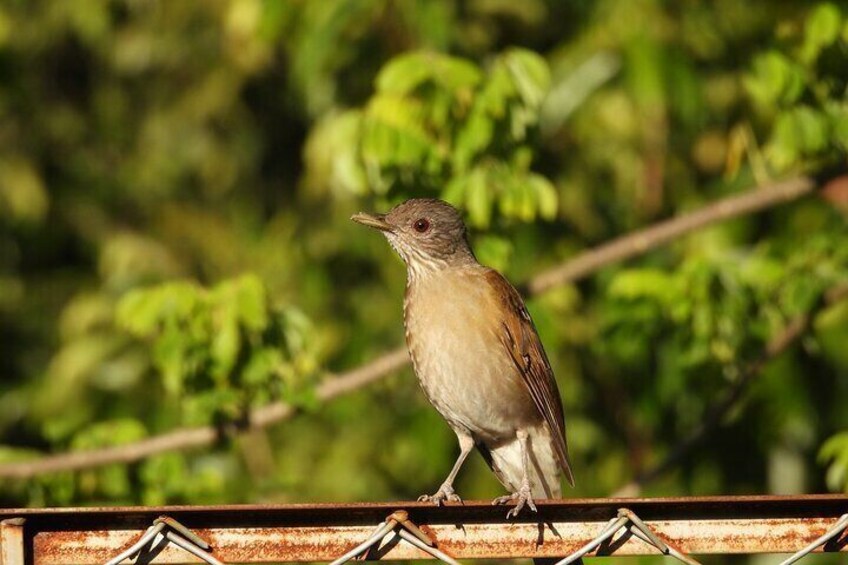 Private Bird Watching Acacias Meta Finca la Florida APA