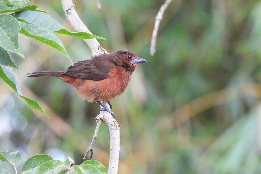 Private Bird Watching Acacias Meta Finca la Florida APA