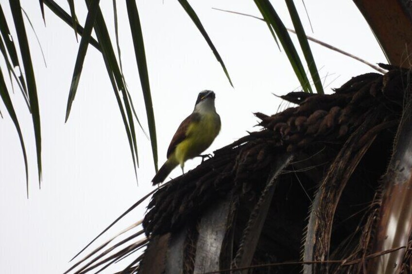 Private Bird Watching Acacias Meta Finca la Florida APA