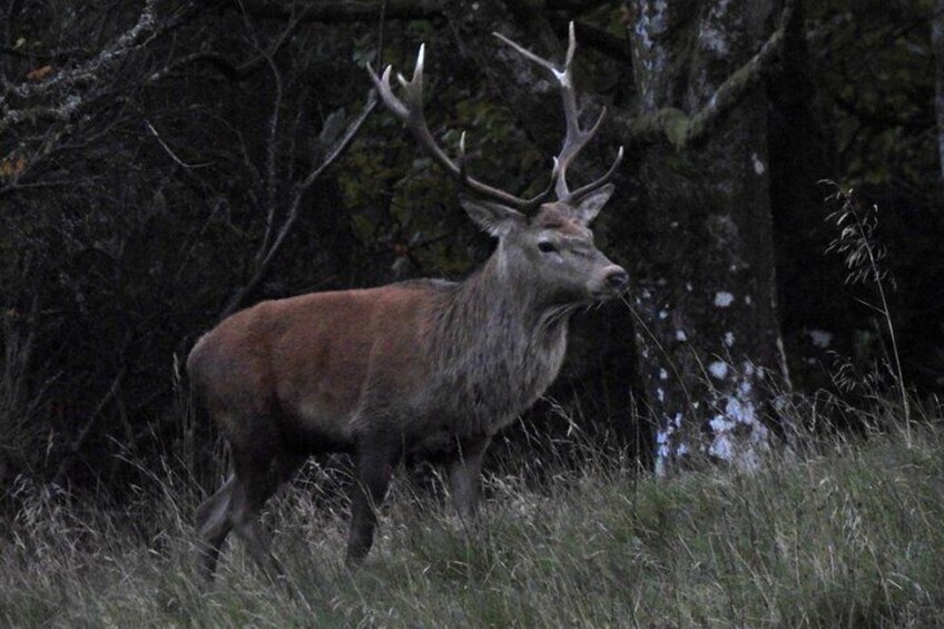 Red deer stag - the UK's largest land mammal.