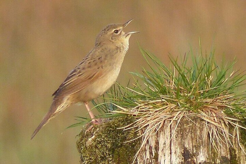 The African migrant Grasshopper warbler.