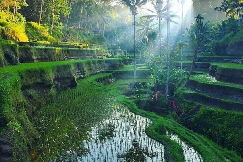 Ubud Half Day Private Tour with Pickup 