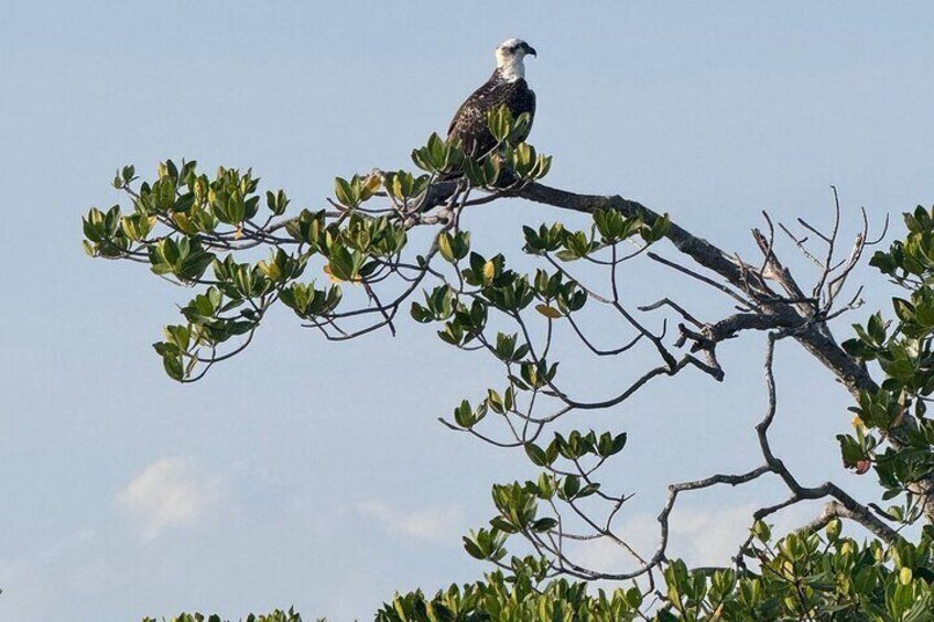 Osprey