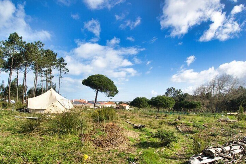 Music Together: Family Summer Sessions under the Bell Tent