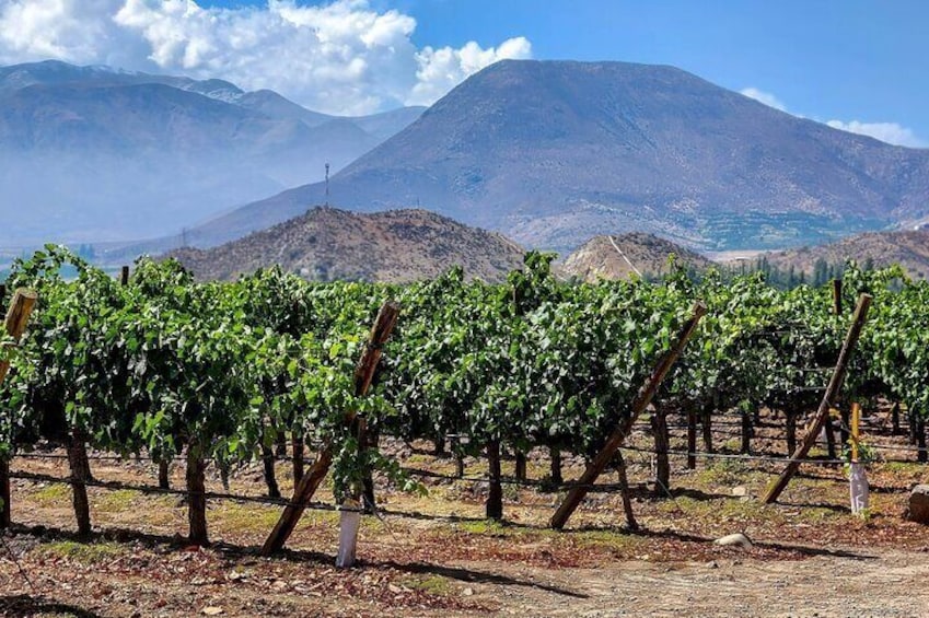 From Villa de Leyva Vineyard Tour