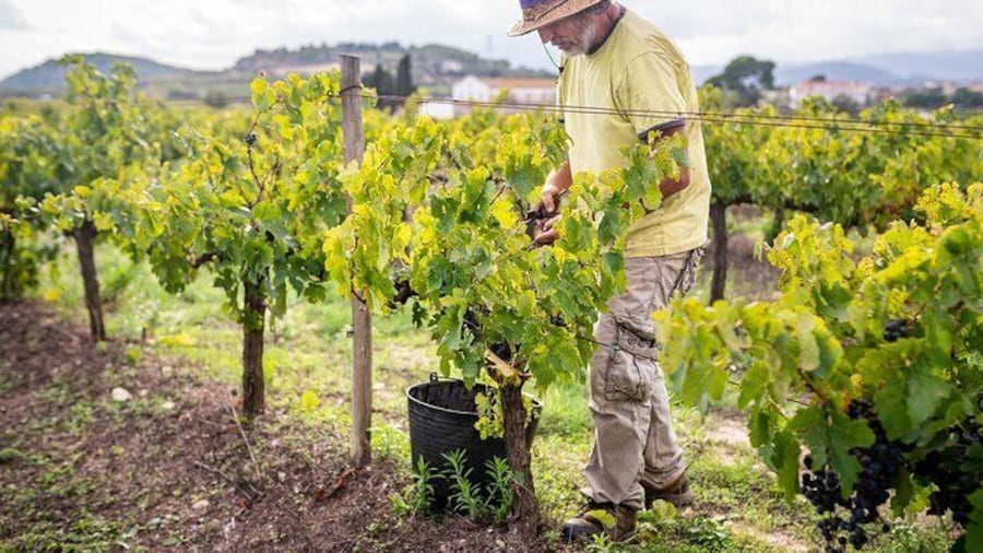 From Villa de Leyva Vineyard Tour