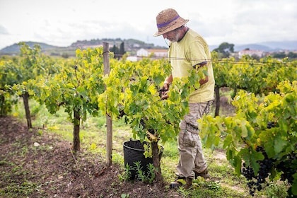 From Villa de Leyva Vineyard Tour