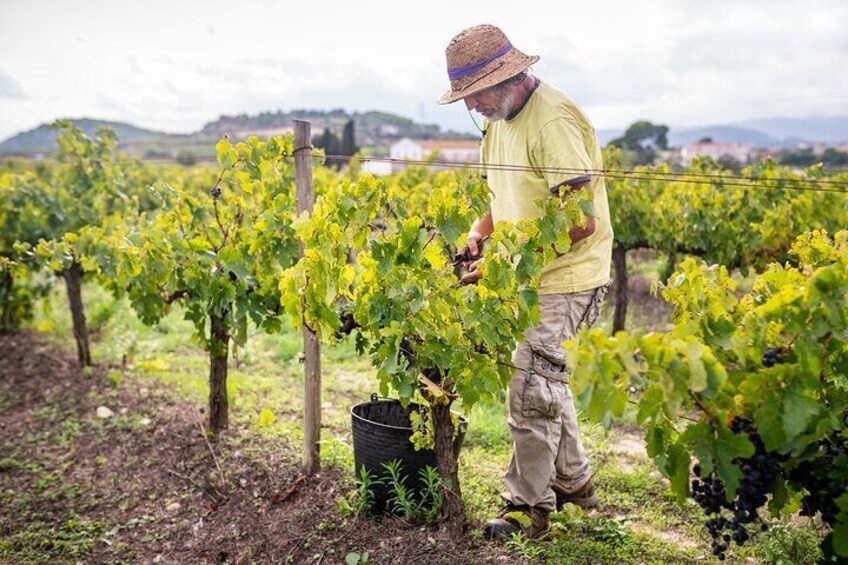 From Villa de Leyva Vineyard Tour