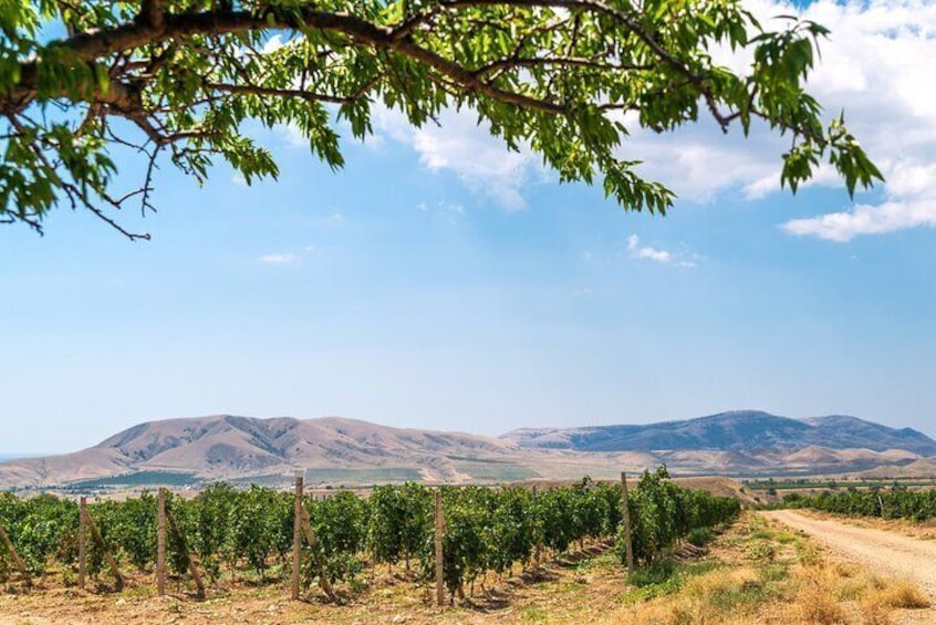 From Villa de Leyva Vineyard Tour