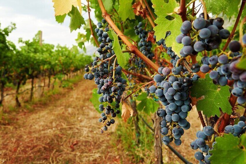 From Villa de Leyva Vineyard Tour