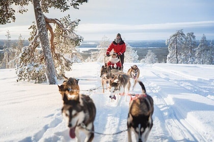Arctic Husky Adventure in Rovaniemi