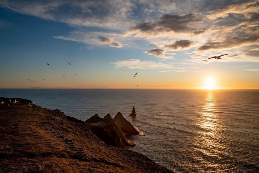 Picture 1 for Activity Cape Kidnappers: Gannet Colony Exclusive Sunrise Tour