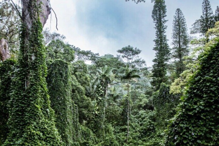 Hike Diamond Head and Hawaiian Waterfall