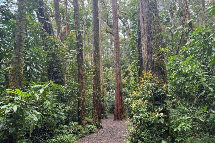 Hike Diamond Head and Hawaiian Waterfall