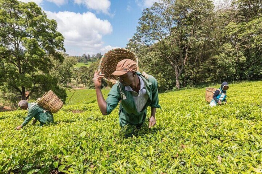 Kiambethu Tea Farm Tour From Nairobi