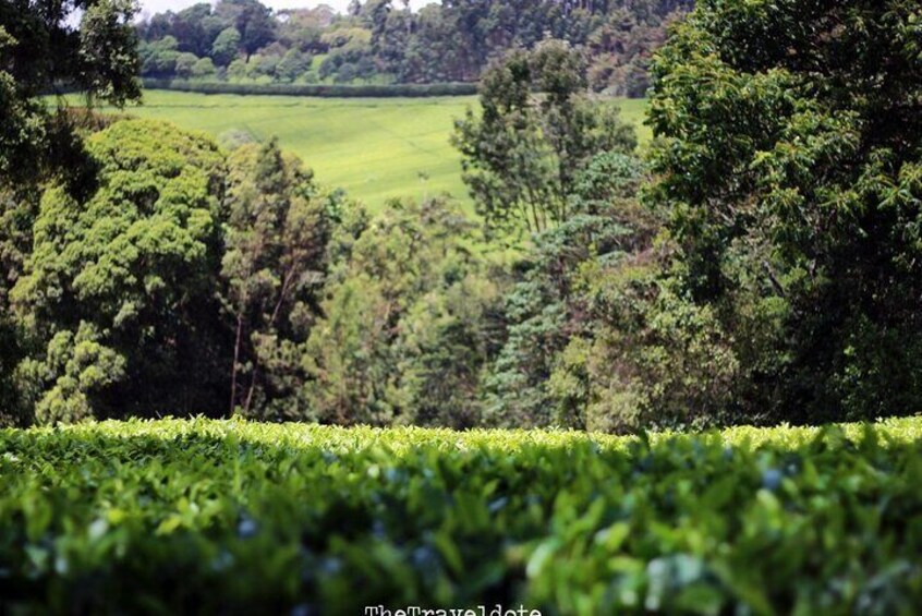 Kiambethu Tea Farm Tour From Nairobi