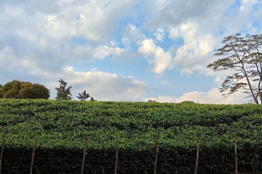 Kiambethu Tea Farm Tour From Nairobi