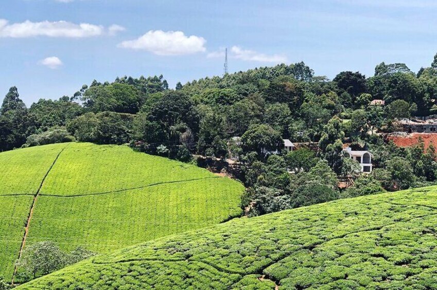 Kiambethu Tea Farm Tour From Nairobi