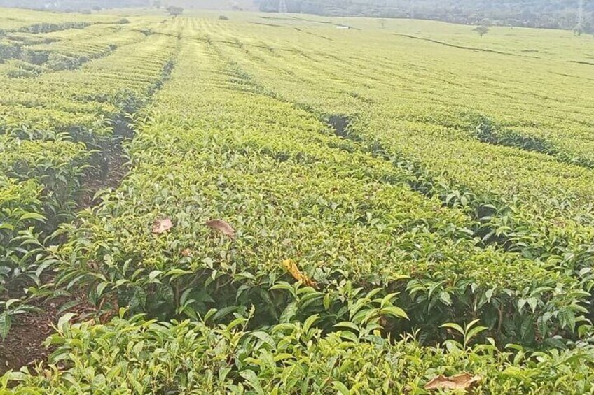 Kiambethu Tea Farm Tour From Nairobi