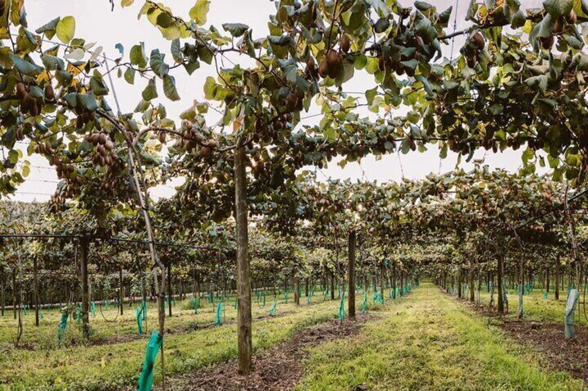 Kiwifruit orchards, Bay of Plenty