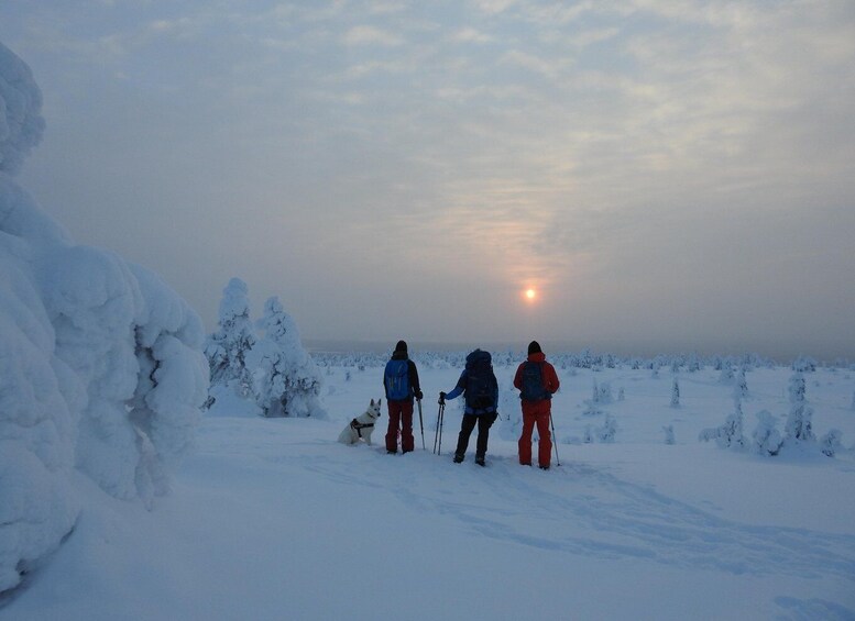 Picture 4 for Activity Riisitunturi National Park Private Snowshoe Experience