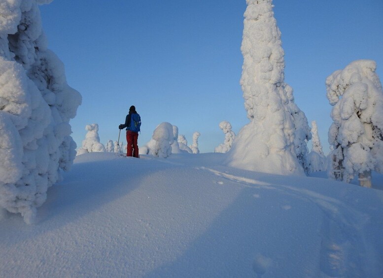 Picture 1 for Activity Riisitunturi National Park Private Snowshoe Experience