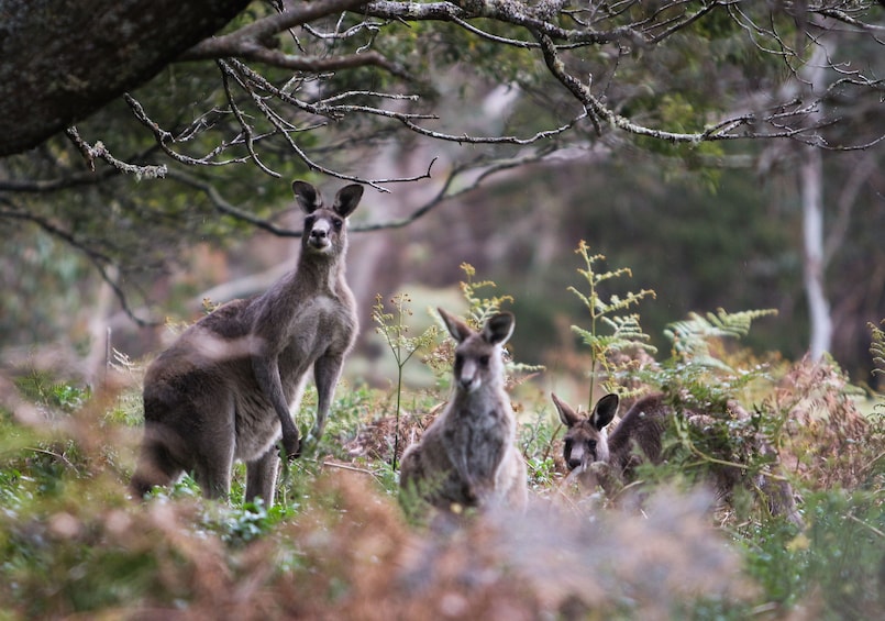 Blue Mountains Sunset & Three Sisters Small Group Tours