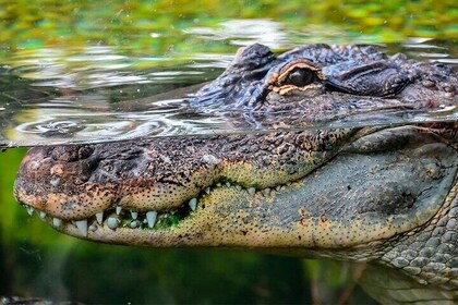 Private Night Boat Tour through the Nichupte Lagoon