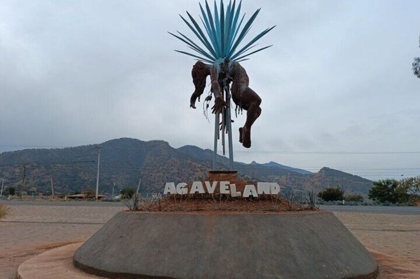 Capture incredible photos in the agave landscape.