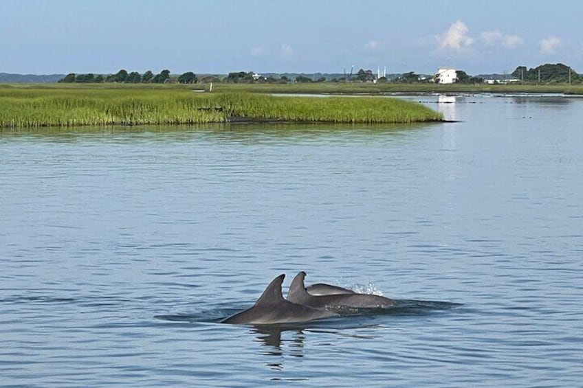 Chincoteague Dolphin Watching Boat Tour