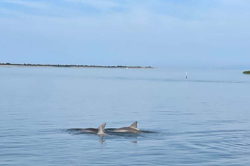 Chincoteague Dolphin Watching Boat Tour