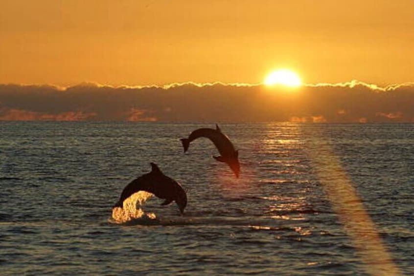 Chincoteague Dolphin Watching Boat Tour