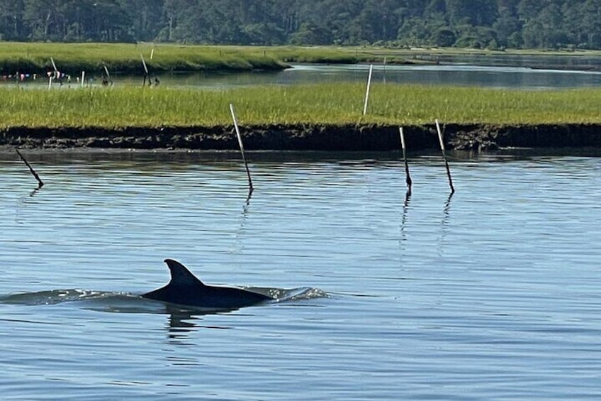 Chincoteague Dolphin Watching Boat Tour