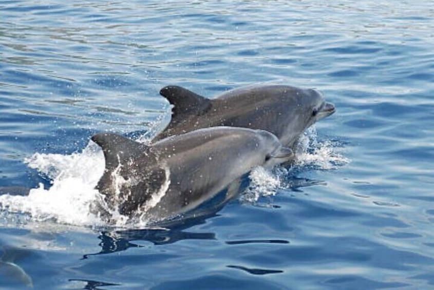 Chincoteague Dolphin Watching Boat Tour