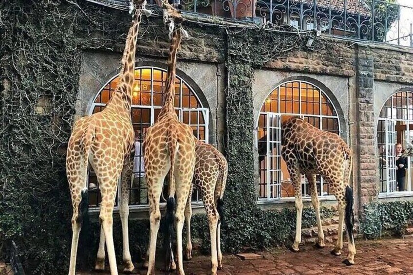 Private Tour in Giraffe Centre in Nairobi