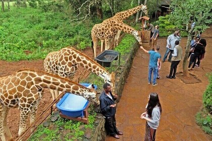 Private Tour in Giraffe Centre in Nairobi