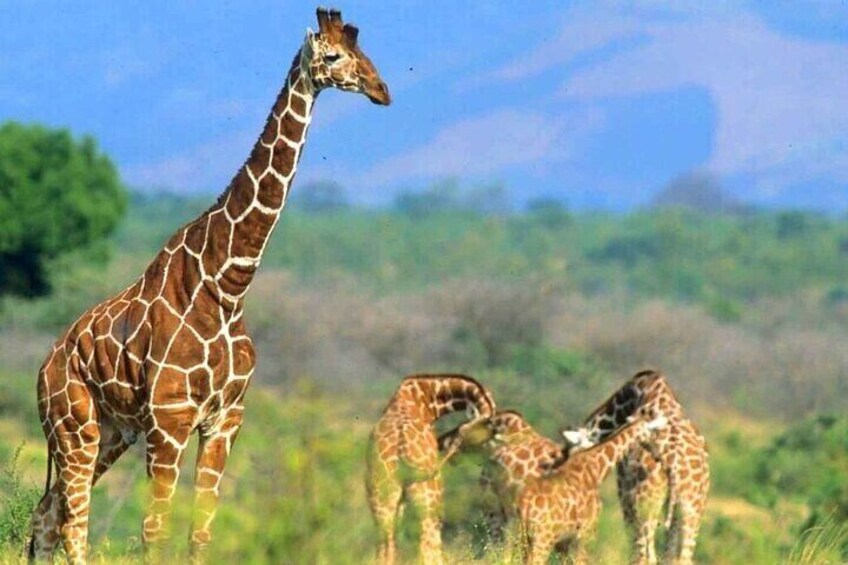 Private Tour in Giraffe Centre in Nairobi