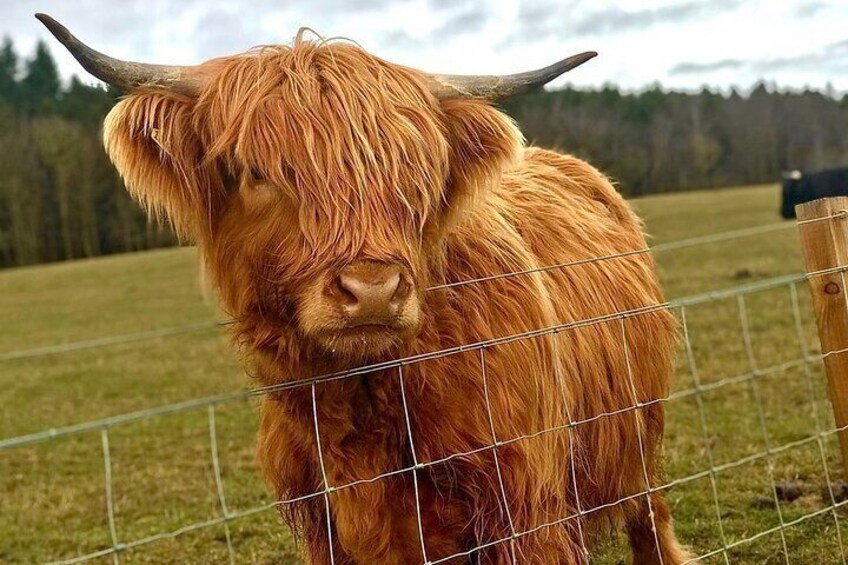 'Highland Coo'