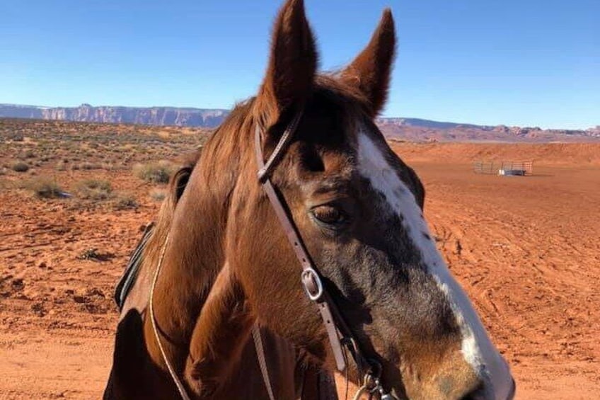 1-Hour Page Horseshoe Bend Trail Ride