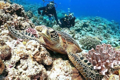 Okinawa: Naha: 1 Tag Kerama Inseln erleben Tauchen / Schnorcheln 