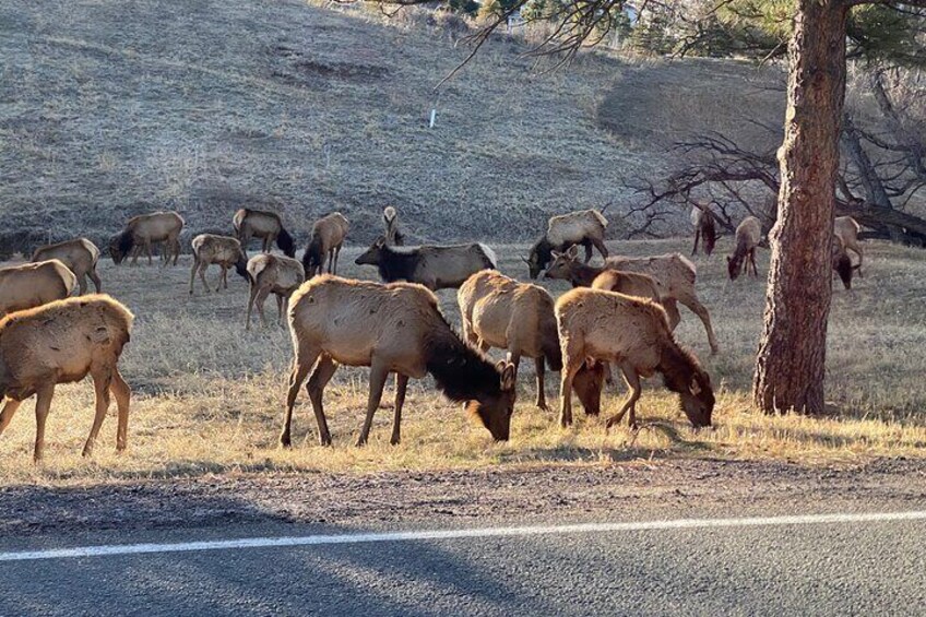 Elk at Lookout Mountain