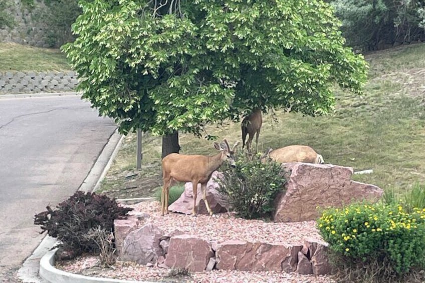 Private Half Day Tour to Red Rocks, Golden and Lookout Mountain