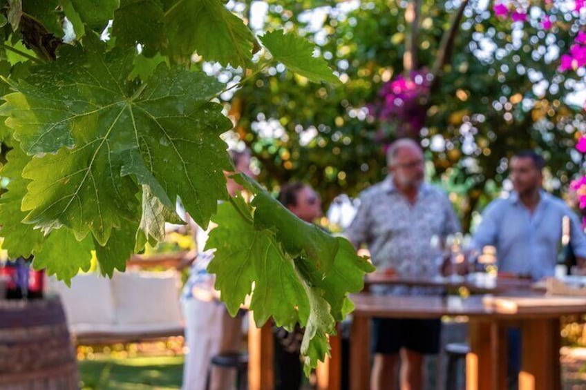 Wine Tasting Overlooking the Sea in a Lemon Grove at Sorrento