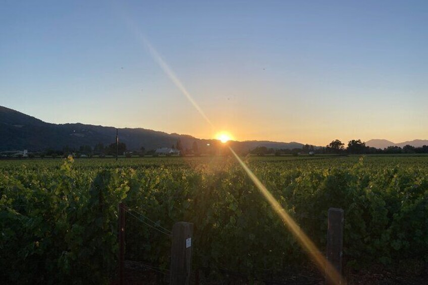 Sunset views of Oakville AVA