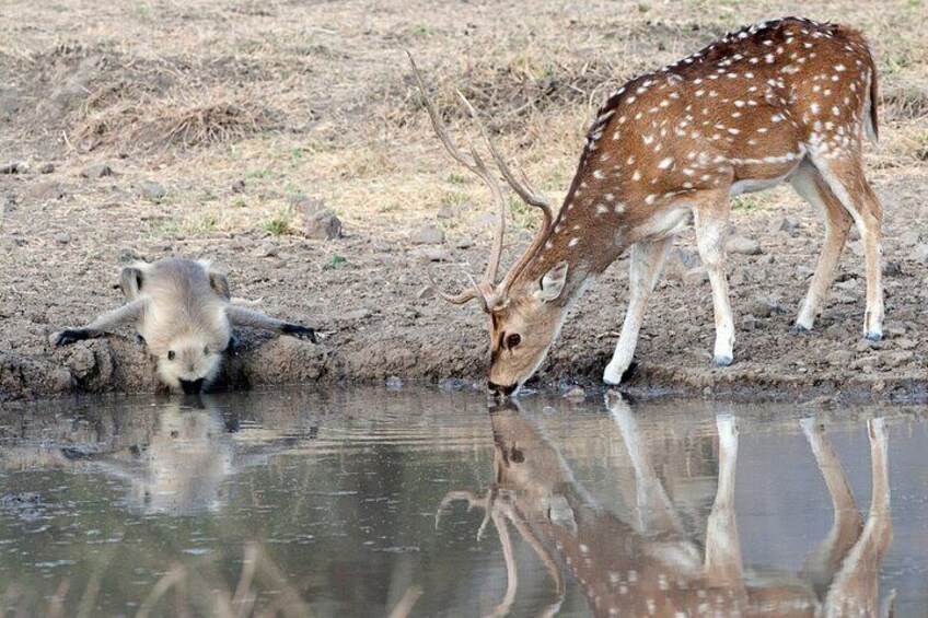 Ranthambore Safari