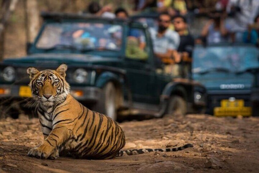 Ranthambore Safari