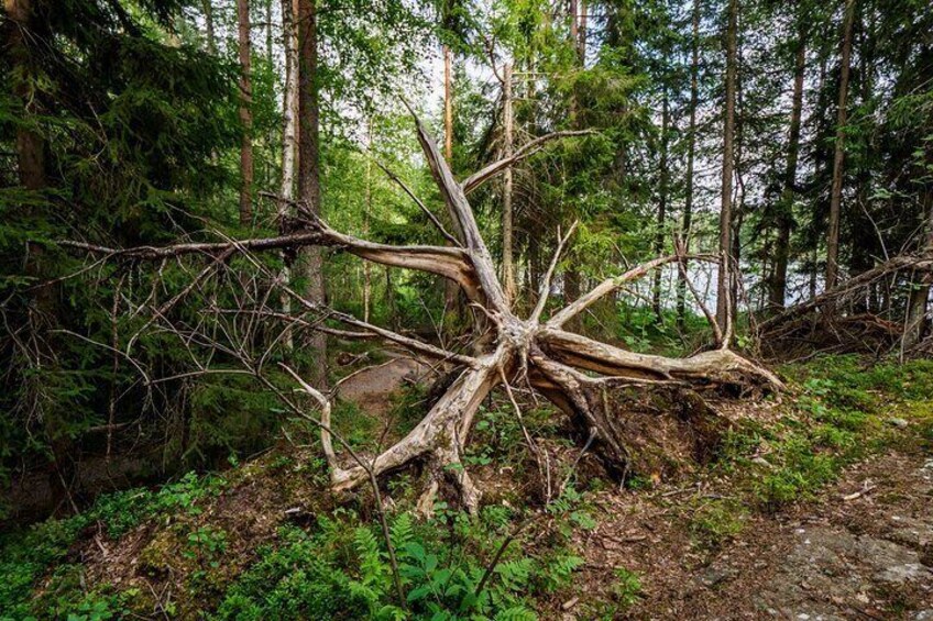 Private Guided Half Day Hiking Tour to Nuuksio National Park